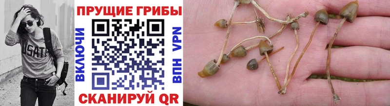 Купить закладки  Сольцы  Галлюциногенные грибы мицелий 